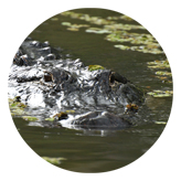 DAROUND 300 Alligator